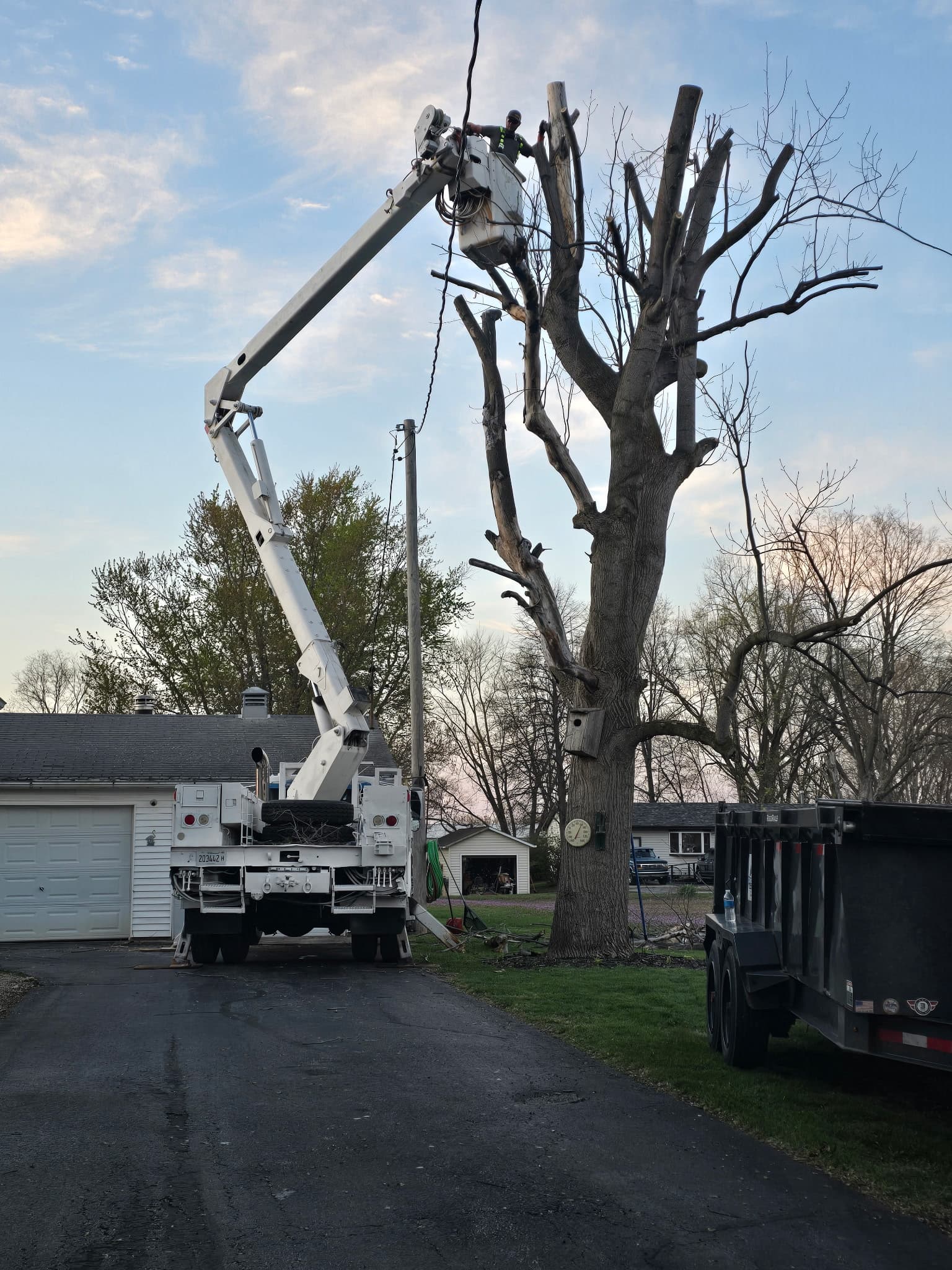 Timberview bucket truck trimming a large tree at a residential property